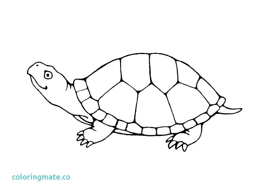 871x647 Printable Turtle Coloring Pages Turtle Coloring Pages Free