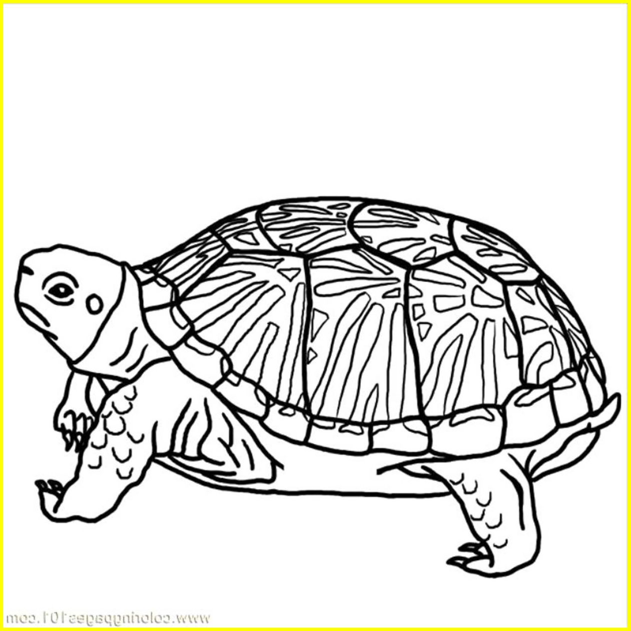1263x1263 The Best Printable Turtle Coloring Pages For Kids Pict Cute Ideas