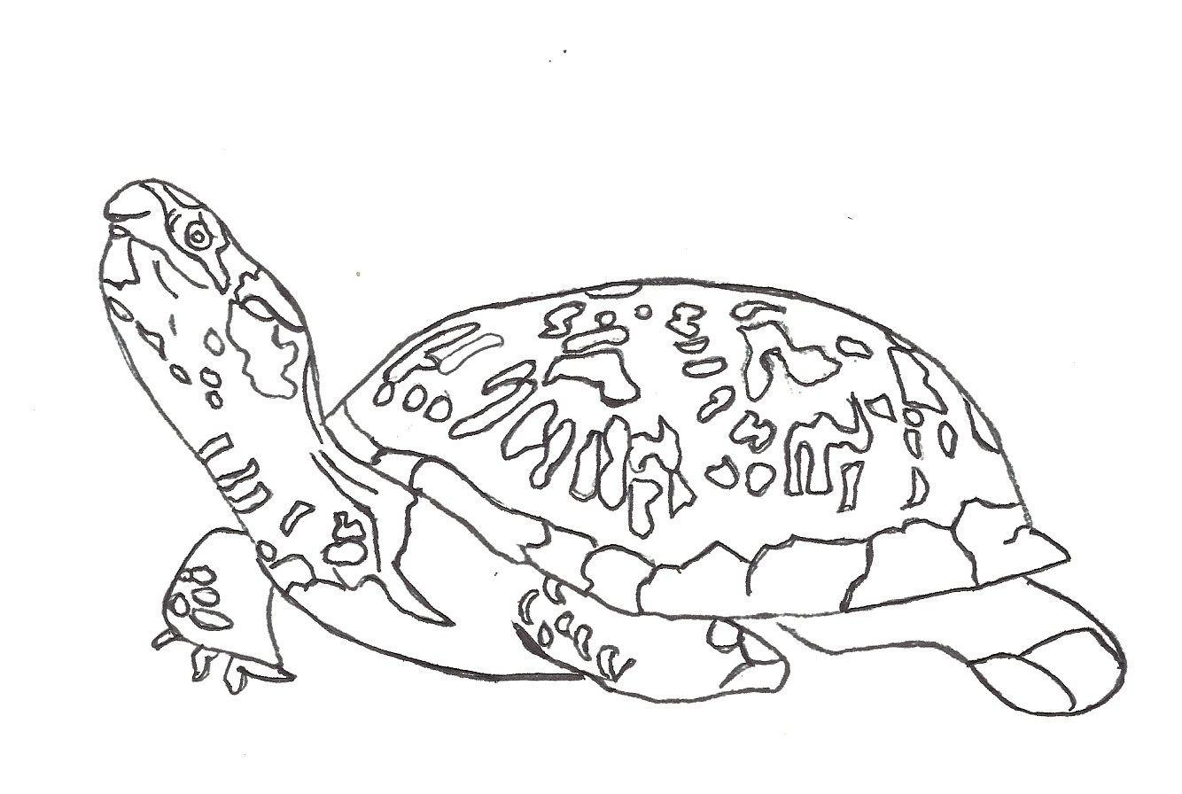 1334x896 Unlock Turtle Coloring Pages For Adults Sea Free Printable