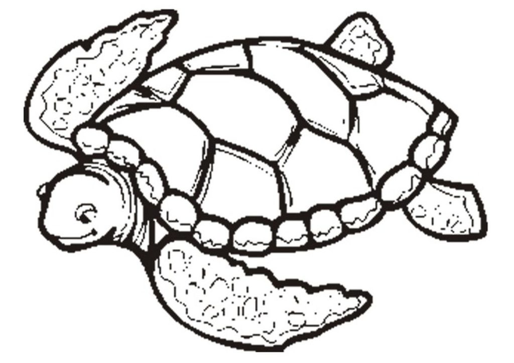 1024x724 Free Printable Turtle Coloring Pages For Kids