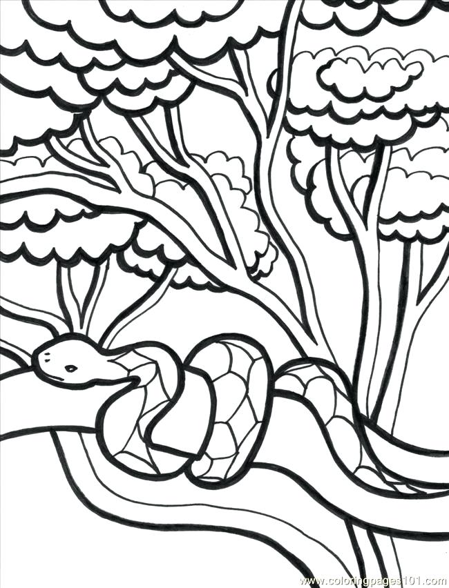 650x852 Awesome Of Tropical Forest Coloring Pages Pictures Coloring