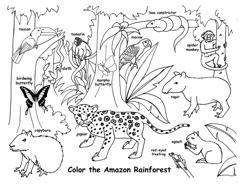 792x612 Rainforest Coloring Pages