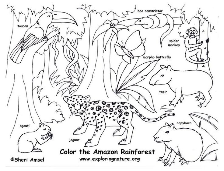 736x564 Welcome To Dover Publications Rain Forest Animals Fun Kit Kids