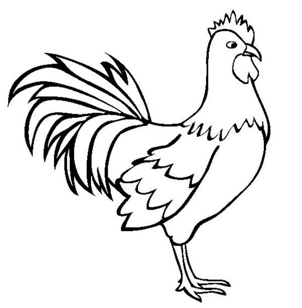600x612 Rooster Coloring Page