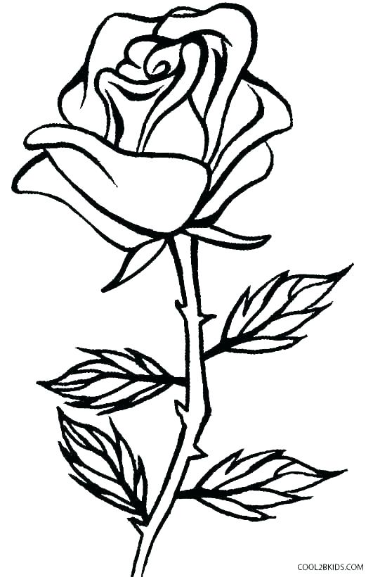 531x820 Free Coloring Pages Of Roses Compass Rose Coloring Page Roses