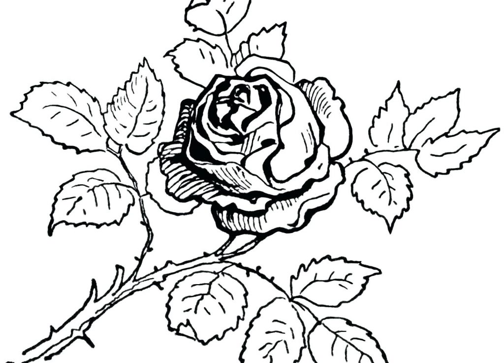 1024x737 Coloring Pages Rose Coloring Pages Beautiful Best Images Free