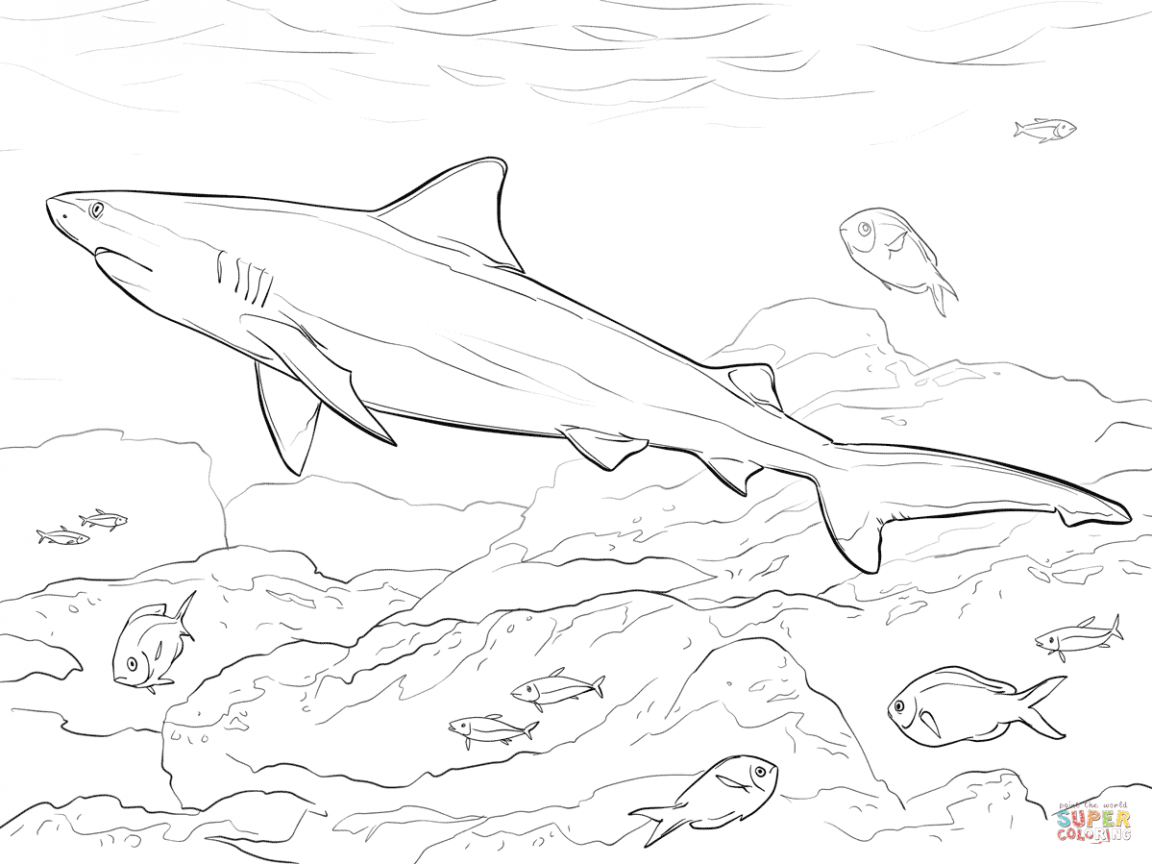 1152x864 Morphle Cartoon My Cute Shark Coloring Page Magnificent Pages