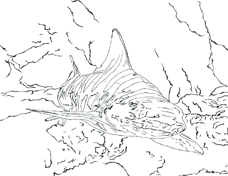 736x568 Whale Shark Coloring Page Whale Shark Coloring Page Tiger Shark