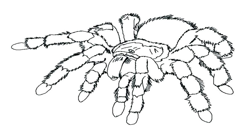 863x485 Free Spider Coloring Pages Spider Colouring In Pages Free Free