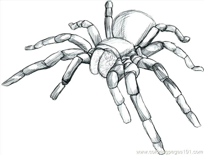 650x495 Spider Pictures To Color Free Spider Coloring Pages Raw