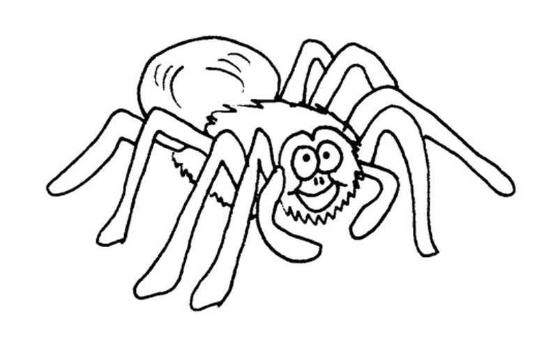 800x500 Spider Colouring In Pictures Of Spiders To Colour In Teojama