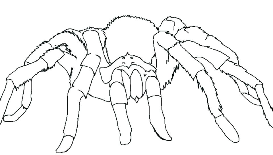 960x544 Spiders Coloring Pages Spider Coloring Pictures Free Spider