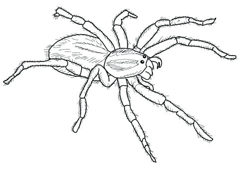 480x343 Spider Coloring Pages