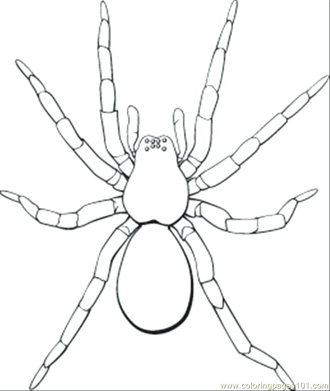 650x770 Free Spider Coloring Pages Black And White Spider Coloring Page