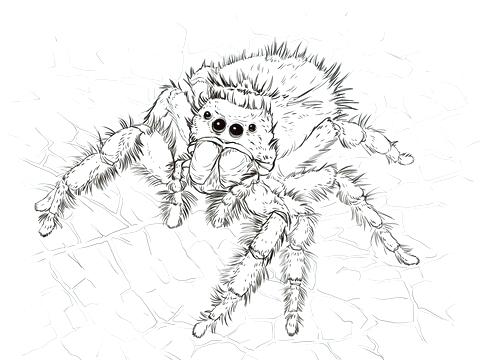 480x360 Free Spider Coloring Pages Click To See Printable Version