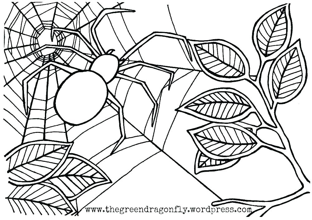 1000x707 Free Spider Coloring Pages Free Spiderman Coloring Sheets