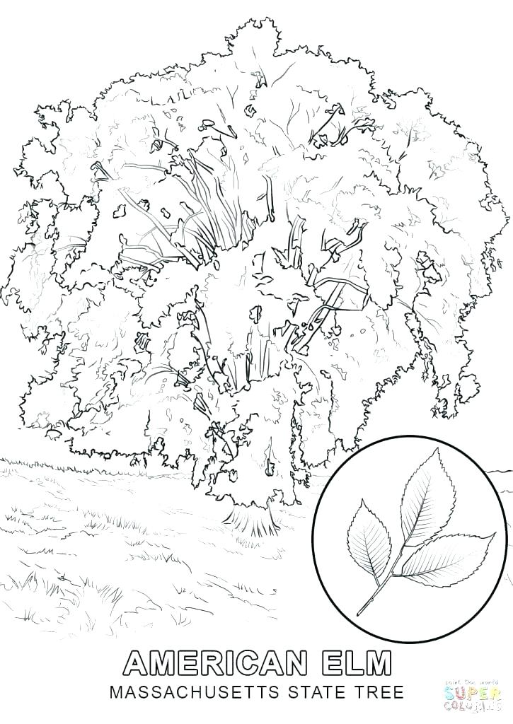 725x1024 Coloring Pages Trees Coloring Pages Coloring Pages Coloring Page