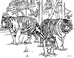 236x185 Tiger Coloring Pages For Adults Coloring Books