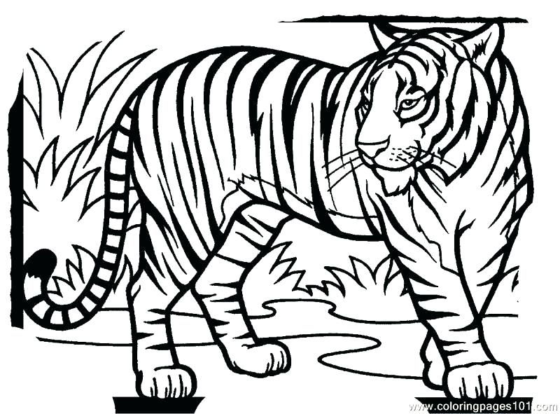 800x591 Coloring Pages Tiger Tiger New Coloring Page Free Tiger Coloring