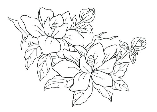 550x392 Flower Printable Coloring Pages