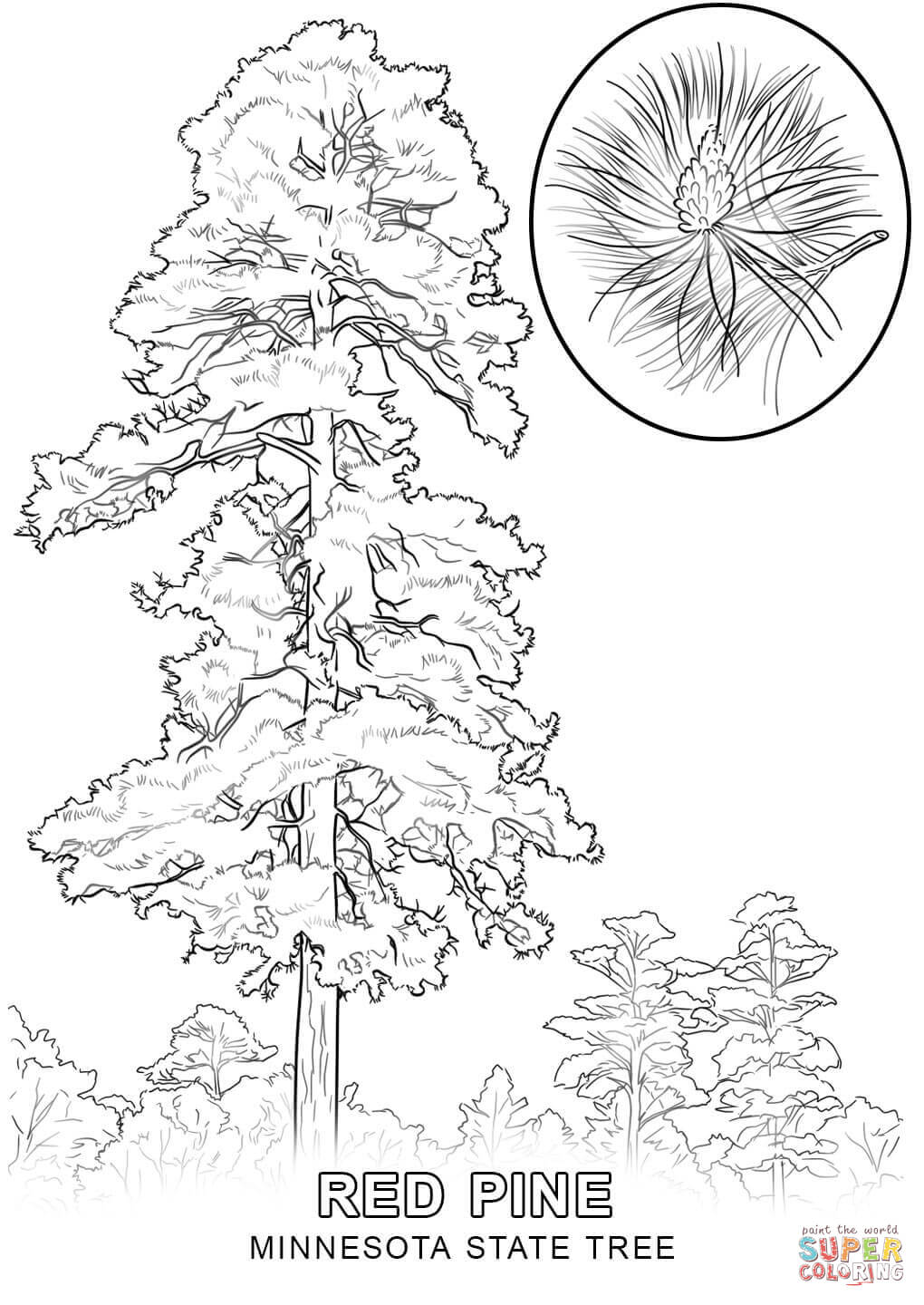 1020x1440 Louisiana State Tree Coloring Page