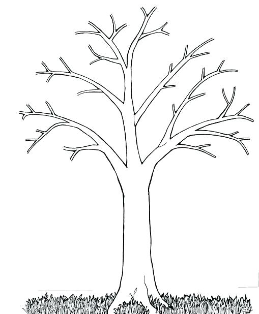 509x618 Bare Tree Coloring Pages Printable