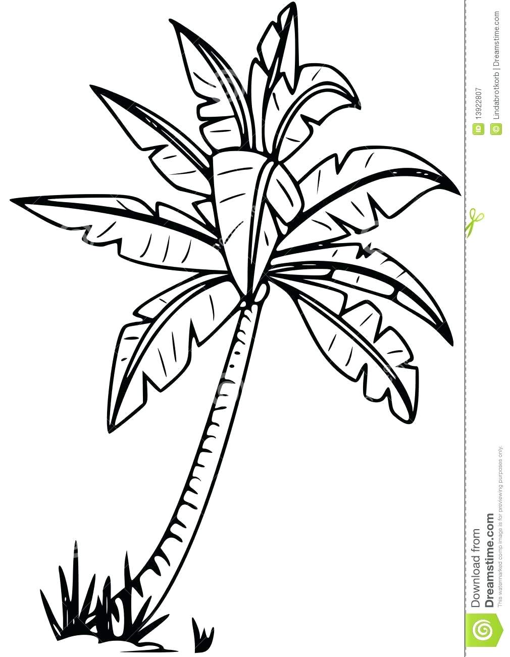 1010x1300 Coloring Pages Palm Tree Coloring Page Pictures Of Trees Free