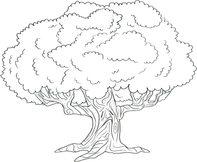 687x565 Coloring Page Of A Tree Free Tree Coloring Pages New Tree Coloring