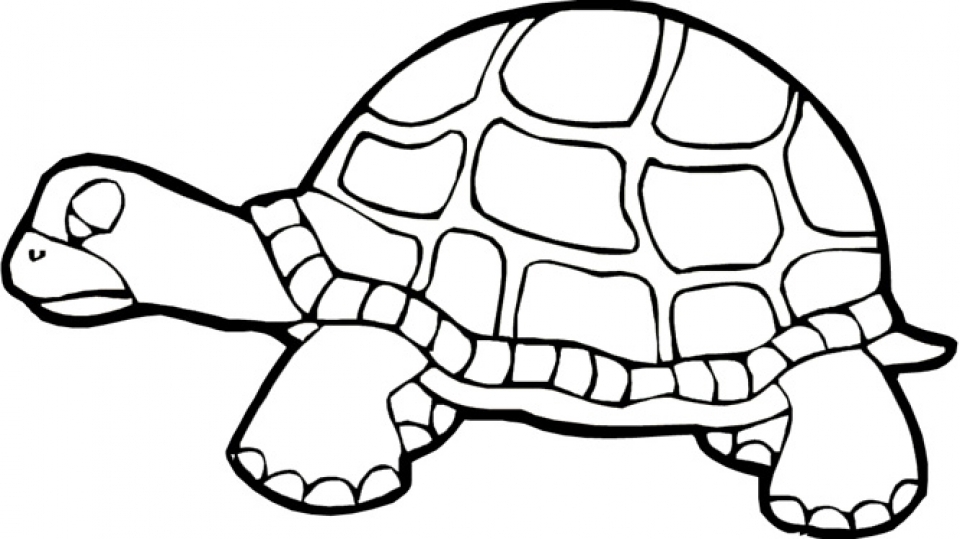 960x539 Get This Printables For Toddlers Turtle Coloring Pages Online Free