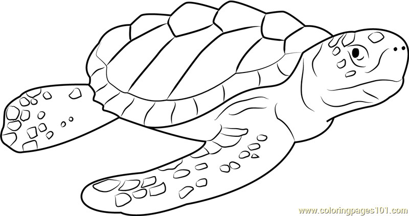 800x423 Pond Animals Coloring Pages Awesome Logger Head Sea Turtle
