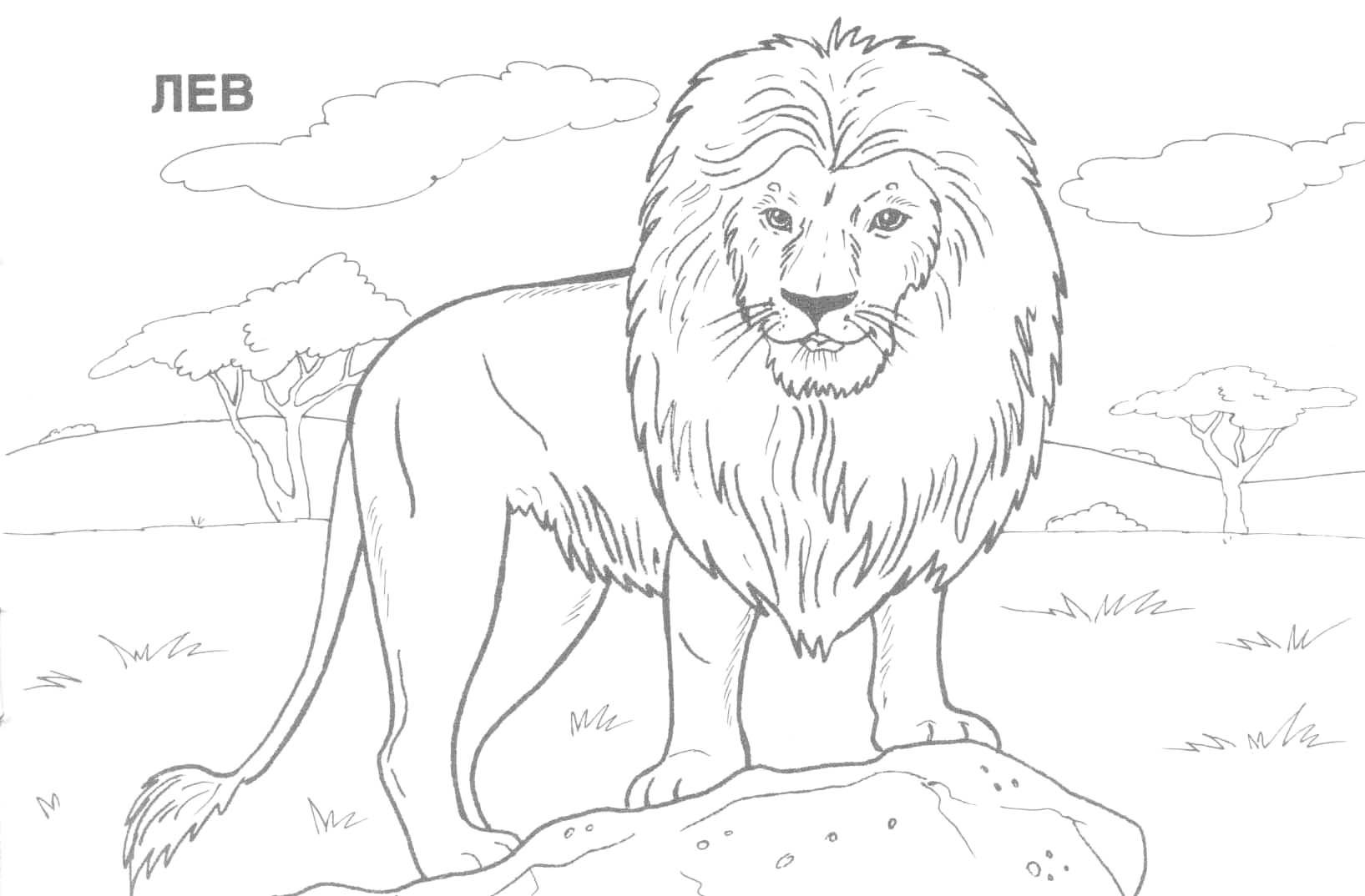 1635x1074 Wild Animals Coloring Pages