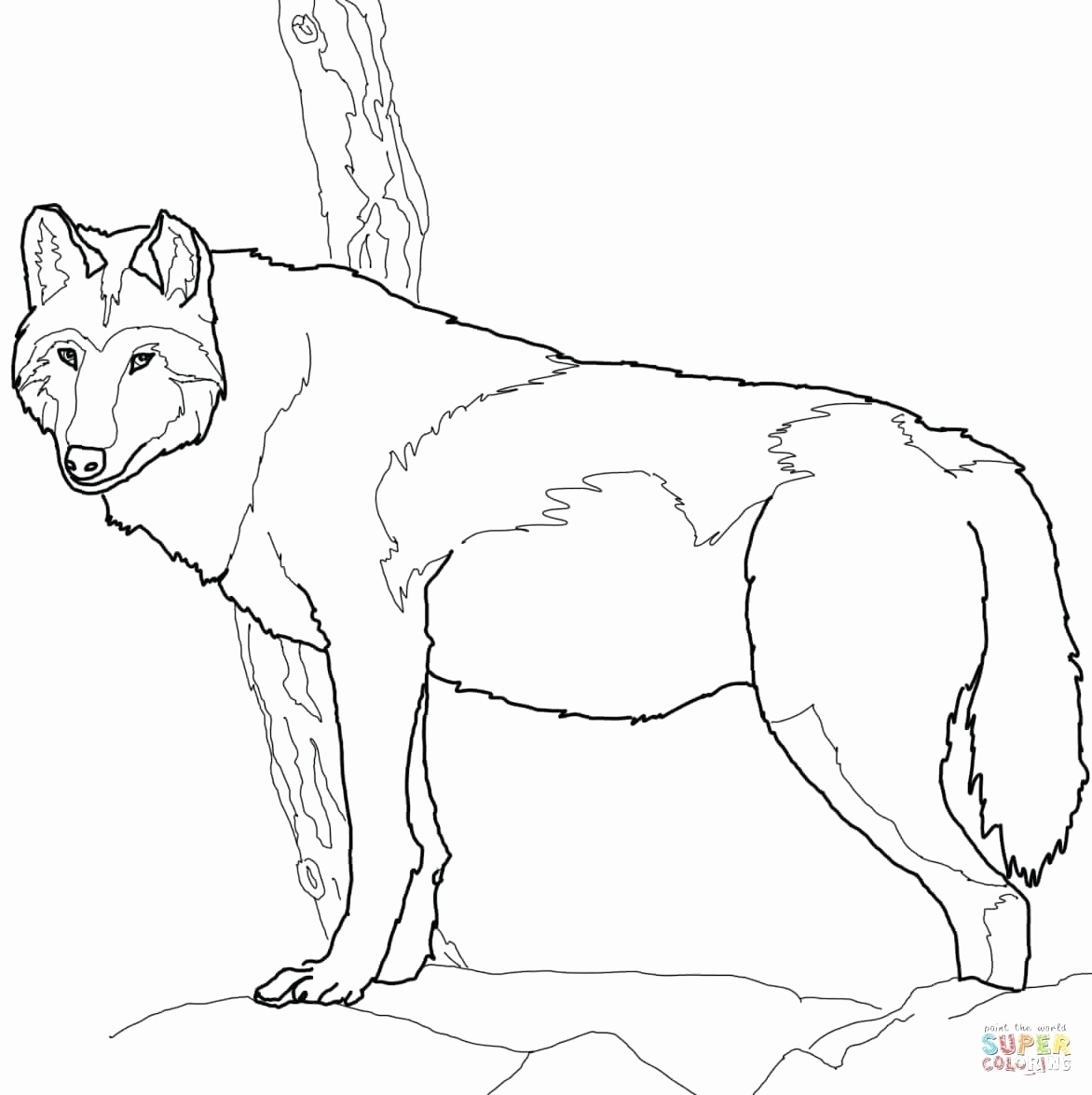 1172x1176 Wolf Coloring Pages For Adults Beautiful Gray Wolf Drawing