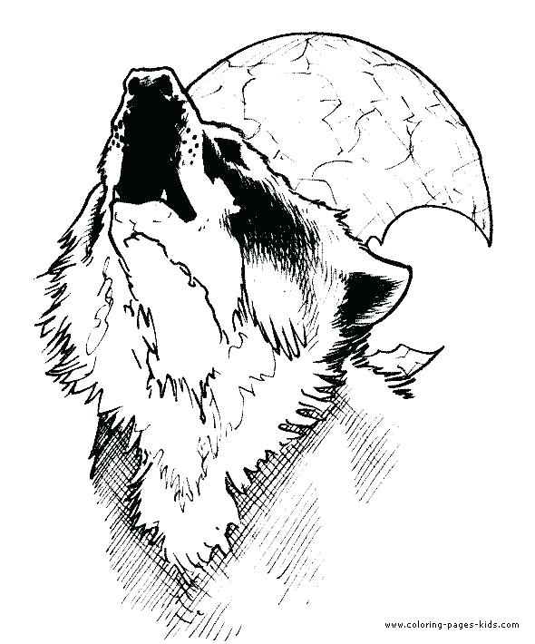 590x710 Realistic Wolf Coloring Pages Wolf Coloring Pages Printable Free