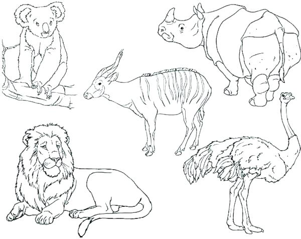 600x476 Zoo Animals Coloring Pages Coloring Zoo Animals Zoo Animals
