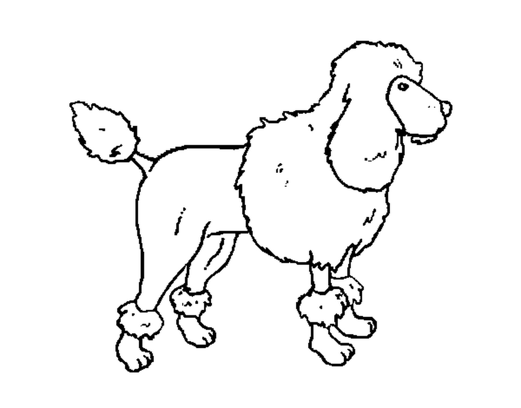 1048x821 Skirt Outline Coloring Pages Poodle Puppy Page Animal Dog Standard