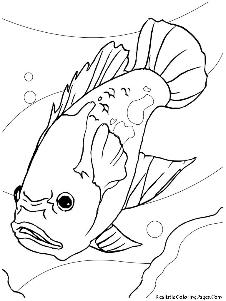 768x1024 Fresh Freshwater Fish Coloring Pages