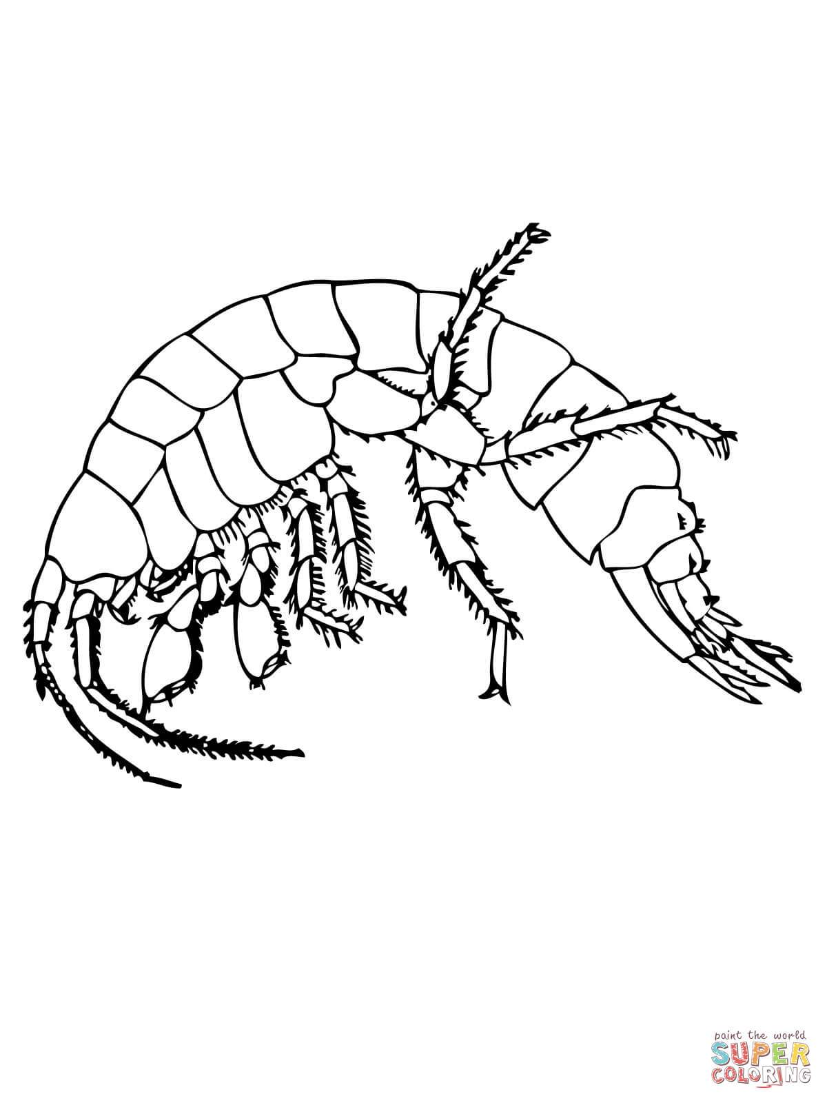 1200x1600 Shocking Northern Krill Coloring Page Printable Image