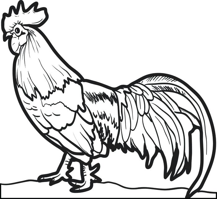 700x643 Chicken Coloring Page Realistic Chicken Coloring Page Fried