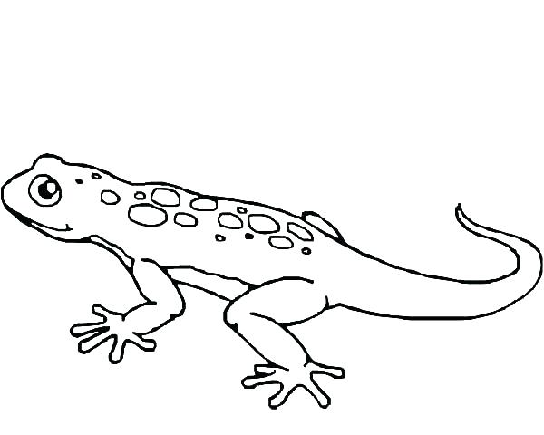 600x480 Lizard Coloring Page For Kids Frilled Lizard Colouring Pages