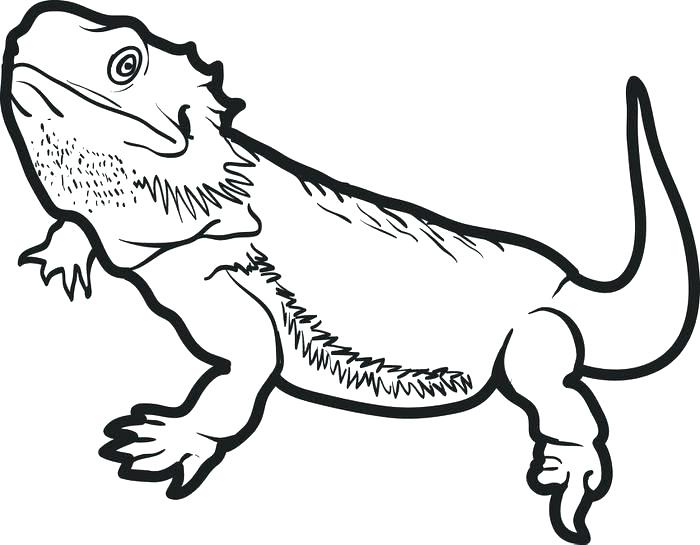 700x545 Lizard Coloring Pages Lizards Coloring Pages Frilled Lizard