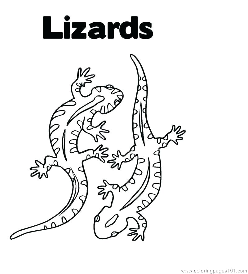 800x885 Lizards Coloring Pages Willpower Lizard Pictures To Color Coloring