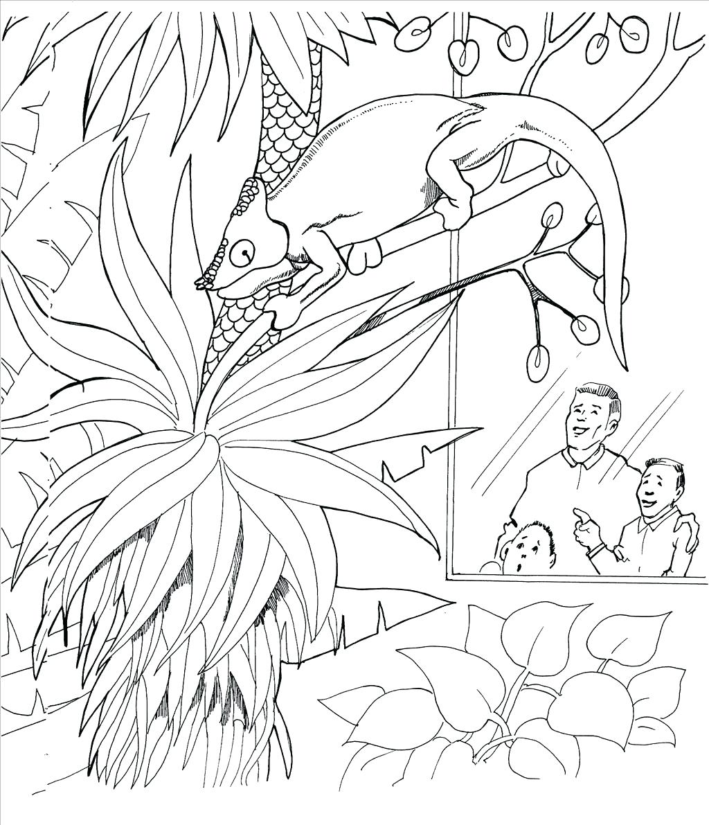 1024x1191 Coloring Pages Lizard Coloring Pages Best Wallpaper Frilled