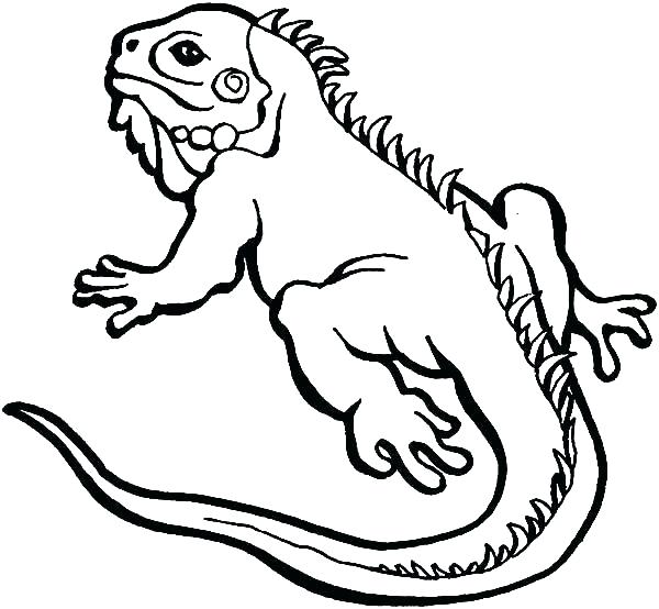 600x554 Lizard Coloring Page