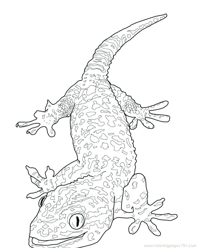 689x866 Lizard Coloring Page Baby Lizard Coloring Pages Fancy Page S