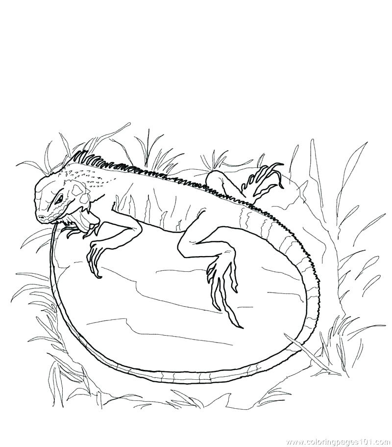 800x911 Lizard Coloring Page Coloring Pages Gecko Lizards Reptile Lizard