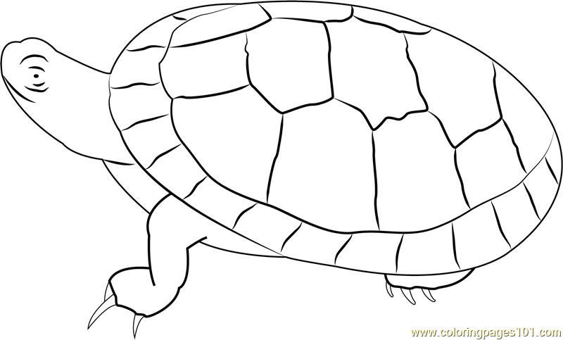 800x483 Southern Painted Turtle Coloring Page