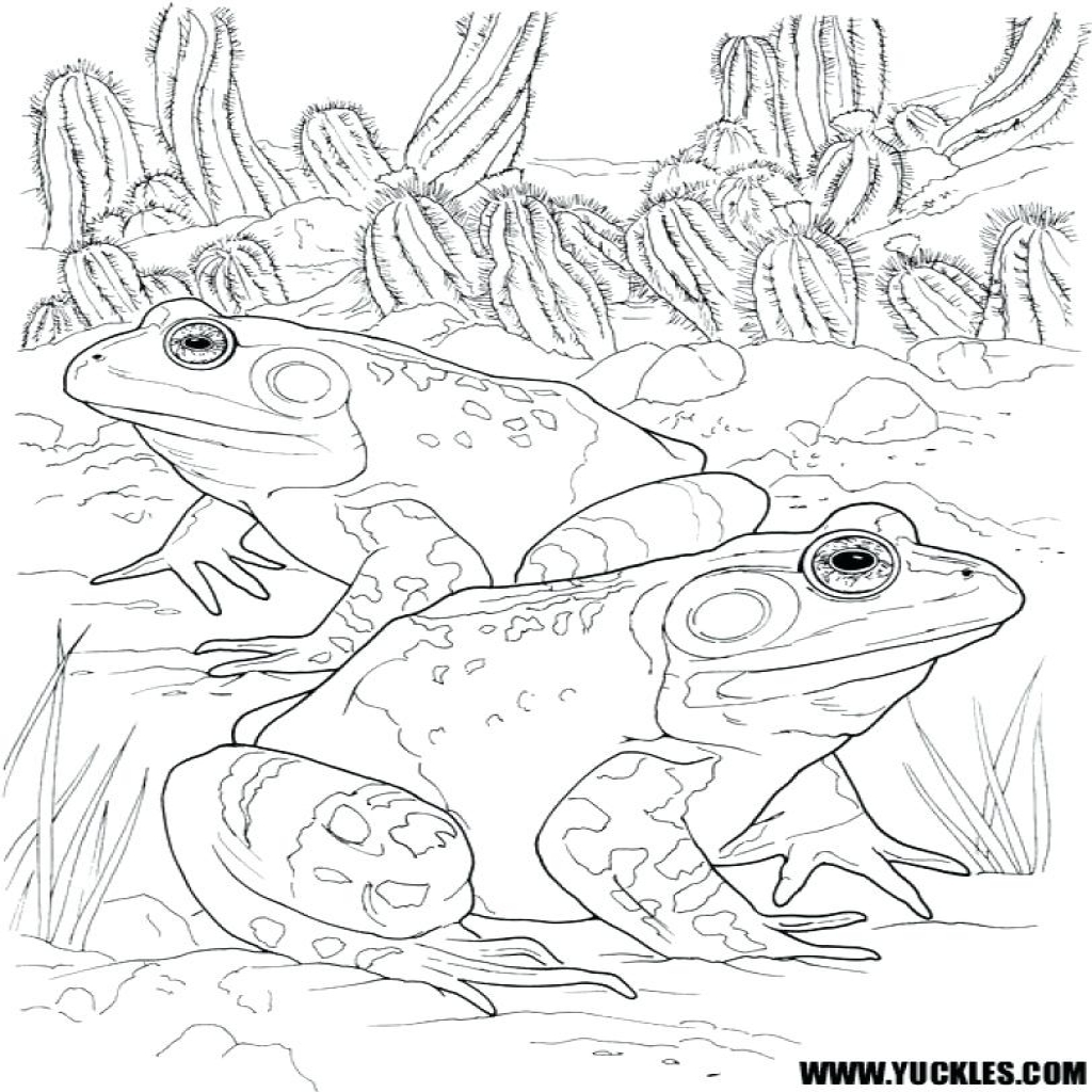 1024x1024 Template Frog Template And Toad Coloring Pages Printable Pictures