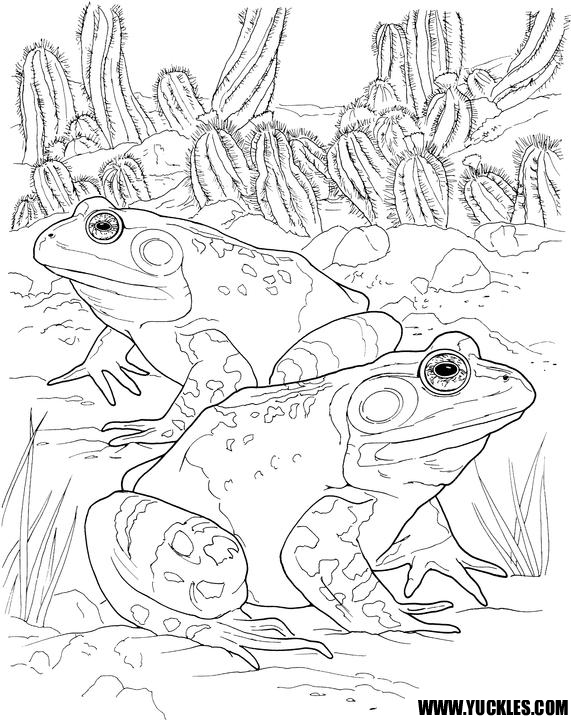 571x720 Toad Coloring Page