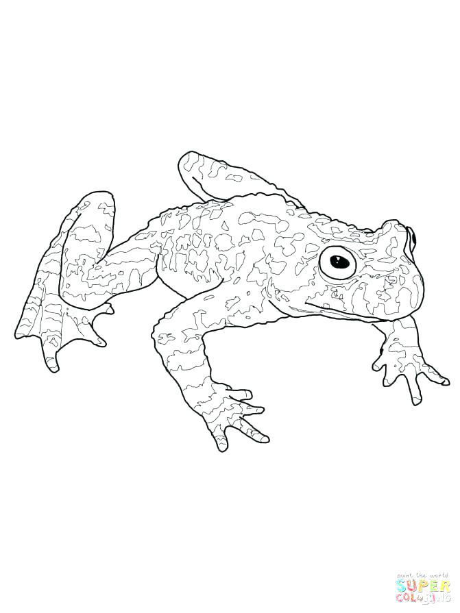 671x895 Coloring Pages Frog