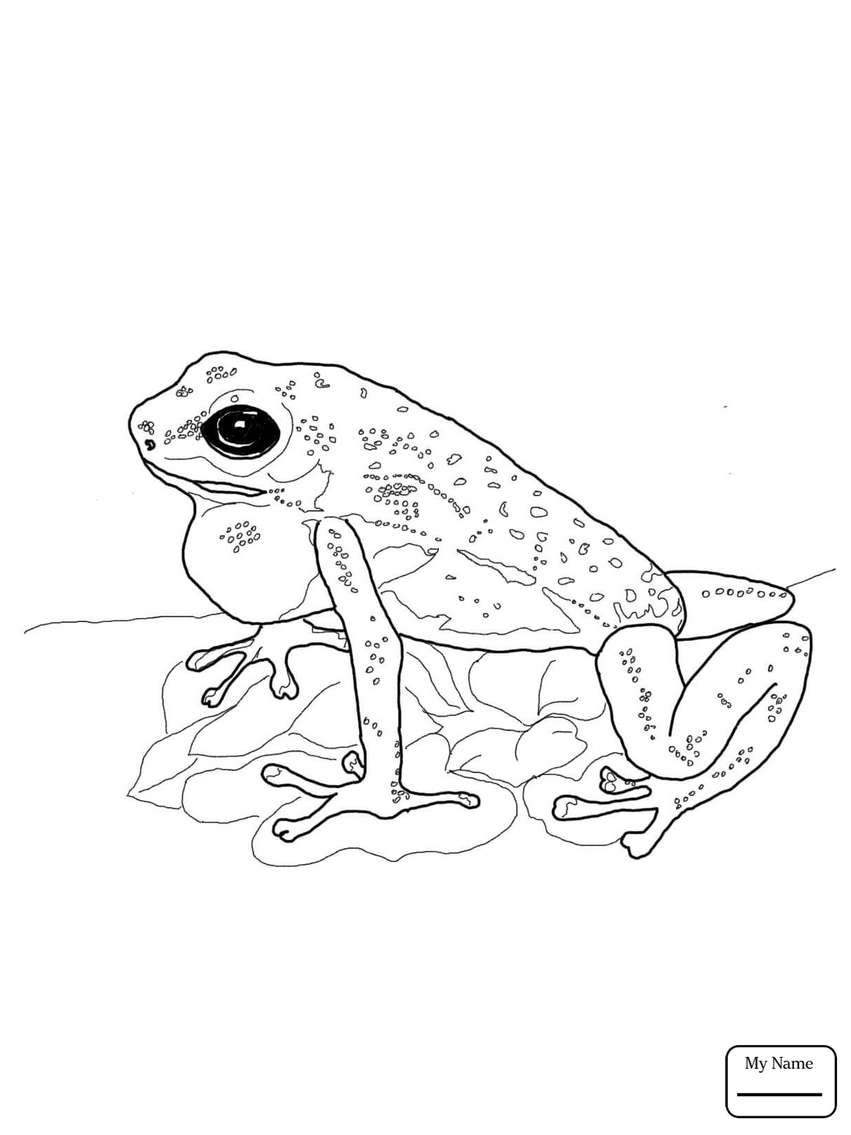 1224x1632 Poison Dart Frog Coloring Pages Printable For Kids Bright